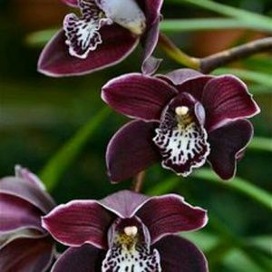 Meet your Posher, Alexus